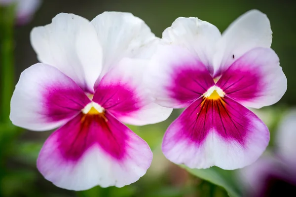 Maceška (Viola tricolor). Zde jsou dvě jemné květy zelenavé pozadí. — Stock fotografie