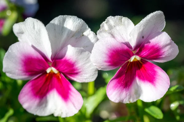 Zwei wilde Stiefmütterchenblüten (Viola tricolor) aus nächster Nähe. — Stockfoto