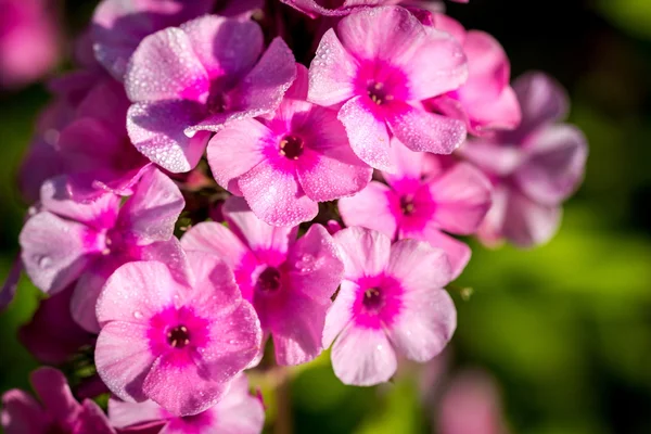 Flores pequeñas de color púrpura con gotas de agua después de la lluvia —  Fotos de Stock