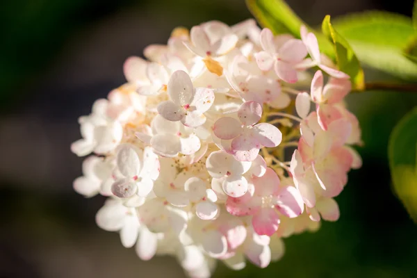 Růžové a bílé krásné hortenzie velkolistá letní a podzimní květina — Stock fotografie