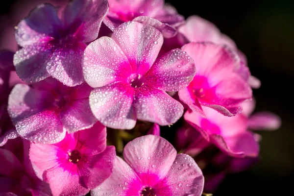 Kleine lila Phloxblüten mit Wassertropfen nach Regen — Stockfoto