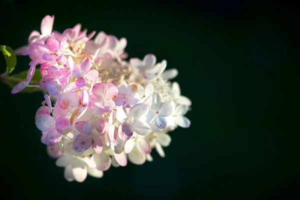 Ortanca ortak adları ortanca veya HORTENSIA (Hydrangea macrophylla). — Stok fotoğraf