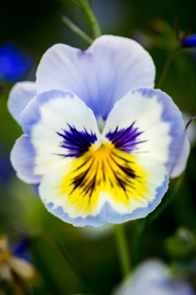 Mavi ve sarı renkli yumuşak çiçek — Stok fotoğraf