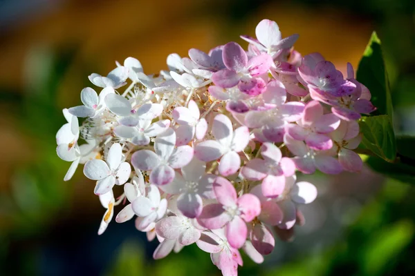 Ortanca ortak adları ortanca veya HORTENSIA (Hydrangea macrophylla). — Stok fotoğraf