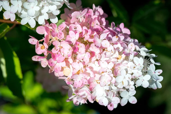 Mophead Ortanca - Hydrangea makrophylla 'Sonsuz Yaz' — Stok fotoğraf