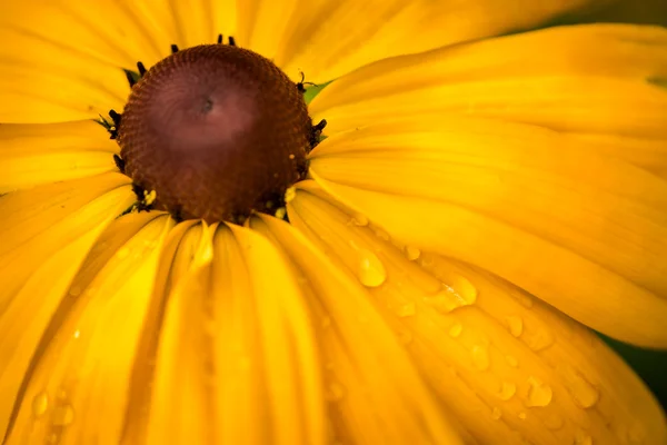 Fiore susan dagli occhi neri. Rudbeckia gialla. Centro del fiore . — Foto Stock