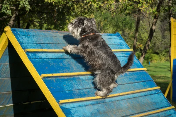 Dog agility - miniature black and silver schnauzer exercising — Stock Photo, Image