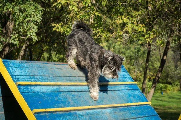 Pies Zwinność - miniaturowy czarno -srebrny Sznaucer ćwiczenia — Zdjęcie stockowe