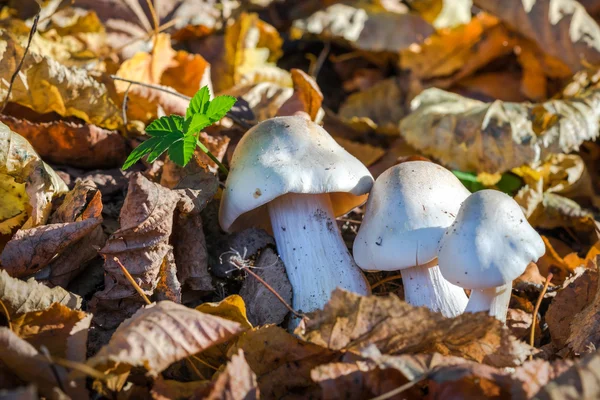 Funghi tossici bianchi, funghi velenosi o funghi tossici che crescono nel campo erboso — Foto Stock