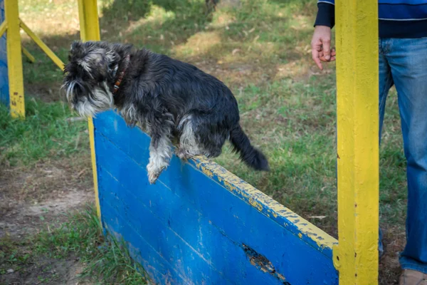 Training in agility of a purebred miniature black and silver schnauzer — Stock Photo, Image