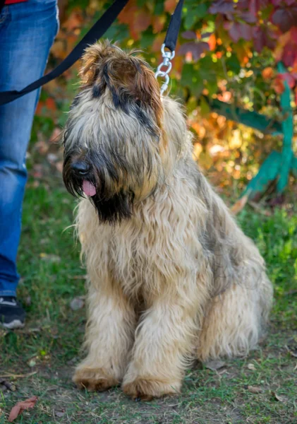 Briard pies siedzi w pobliżu jego mistrz nogi w stoczni. — Zdjęcie stockowe