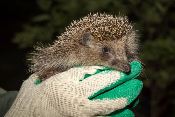 Händer som håller små hedgehog fast — Stockfoto