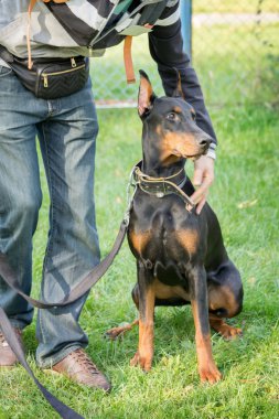 Siyah Doberman Pinscher köpek okulun sahibi ile
