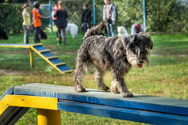 Shnauzer on Dog Walk at a Dog Agility Trial — Stockfoto