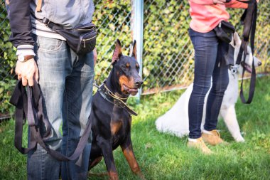 outdoor training process in dogschool