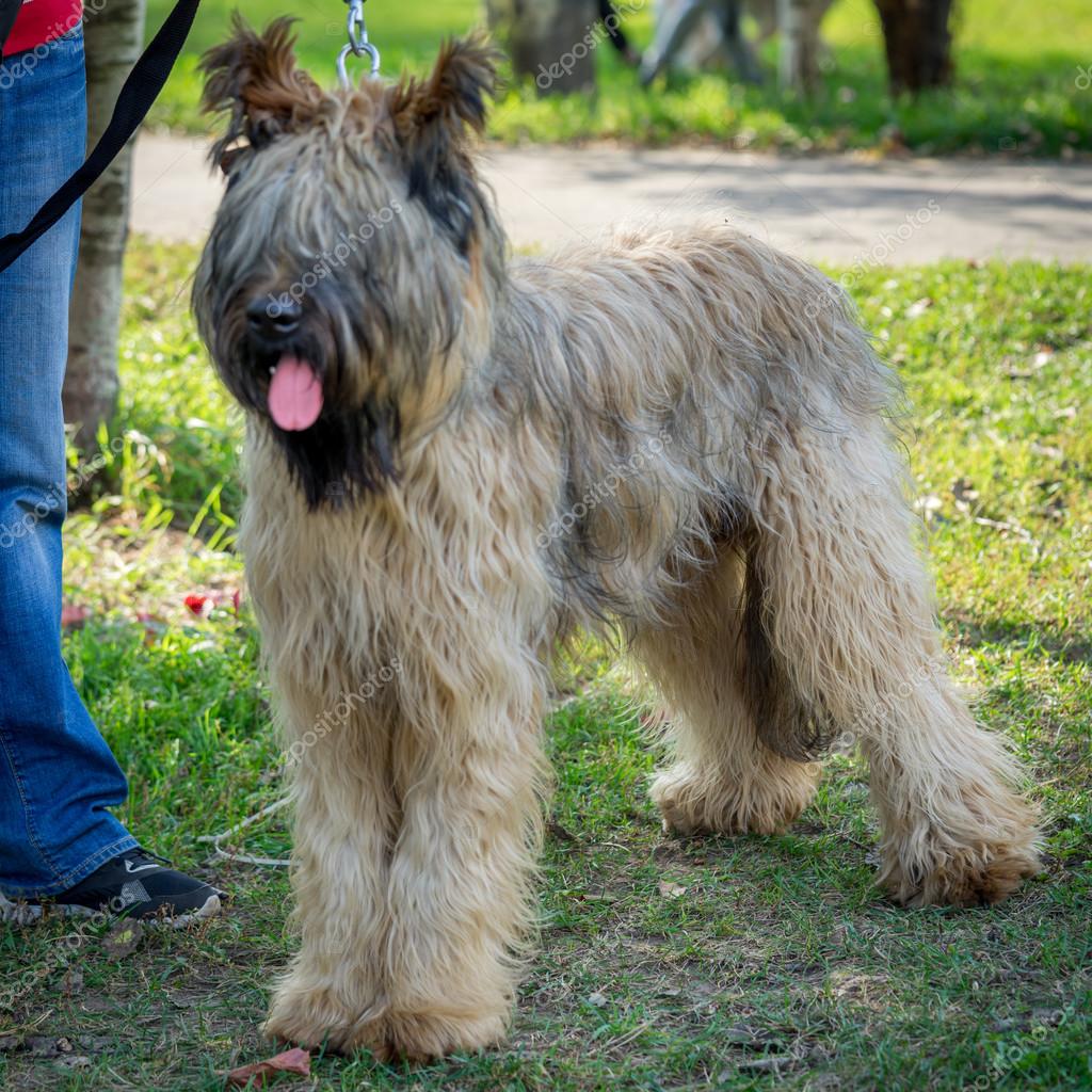 French Miniature Briard French Briard Dog Berger De Brie Dog