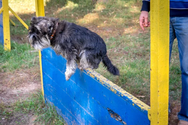 Миниатюрная шнауцеровая собака, участвующая в соревновании на ловкость — стоковое фото