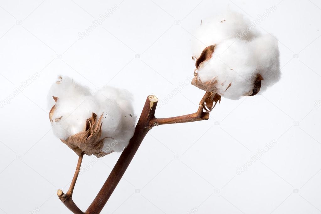 Beautiful Cotton plant buds over white background