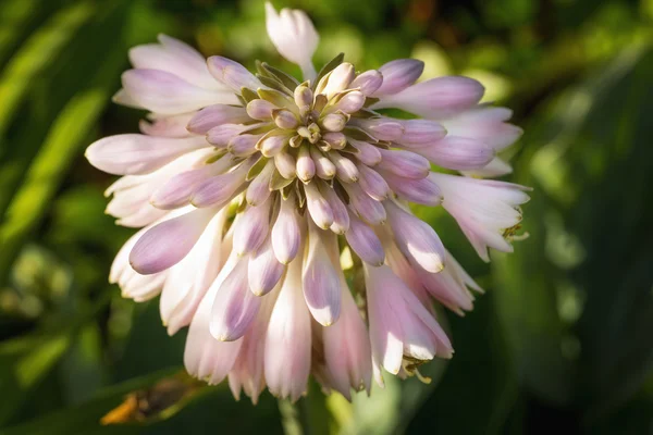 Closeup foto de um botão de flor da planta Hosta na primavera — Fotografia de Stock