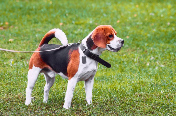 Beagle cão de pé na grama — Fotografia de Stock