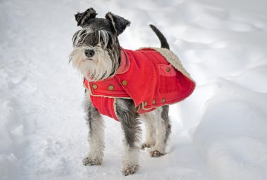 minyatür schnauzer kırmızı tulum giyen karda.