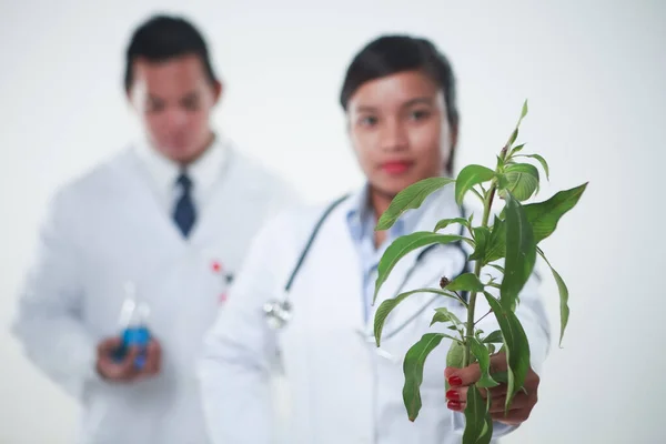 Médicos Sosteniendo Una Planta Hierbas Productos Químicos —  Fotos de Stock