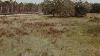 Otlayan inekler boğalar ve buzağılar