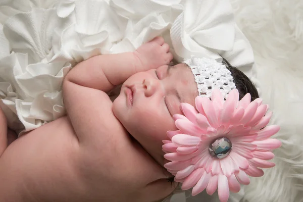 Babyblume — Stockfoto