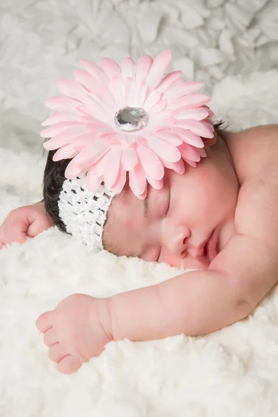 Baby blomma — Stockfoto