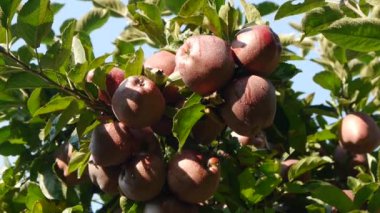 Yaz aylarında bir ağaçtan Kırmızı elma toplama