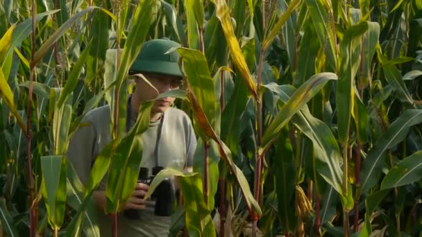 Рейнджер с биноклем на кукурузном поле — стоковое видео