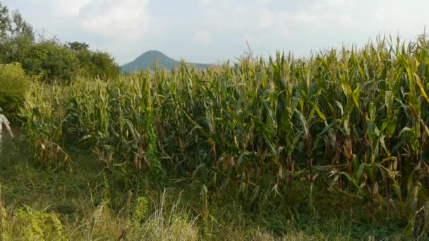 Ρέιντζερ με κιάλια σε cornfield — Αρχείο Βίντεο