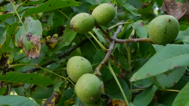 Grüne Walnuss auf Baum — Stockvideo