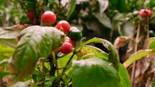 В помещении можно выращивать острый перец чили — стоковое видео