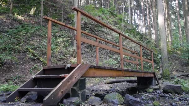 Guardabosques en un puente en el bosque — Vídeos de Stock