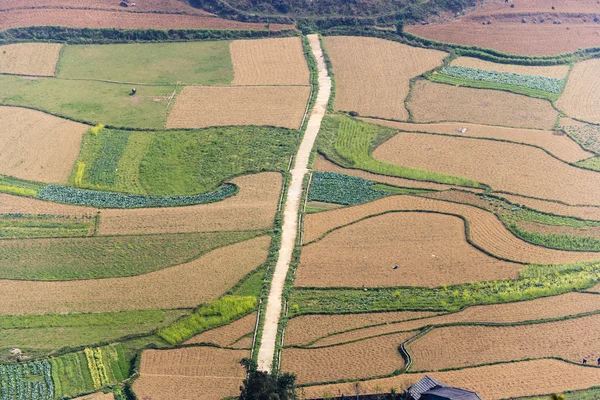 Терасоване рисове поле у В'єтнамі — стокове фото