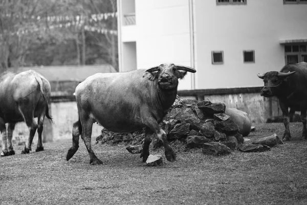 Um grande búfalo — Fotografia de Stock