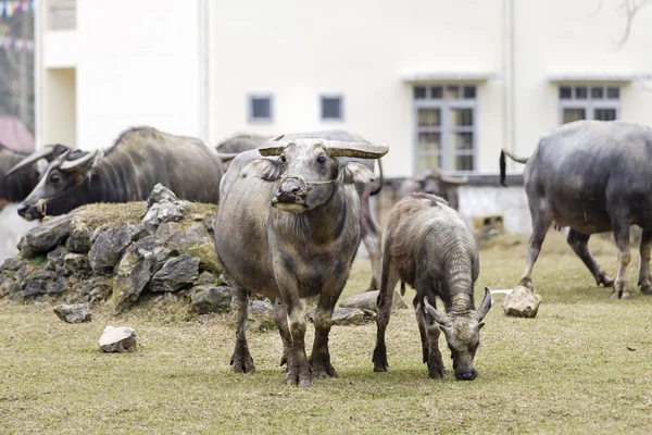 En stor buffel — Stockfoto