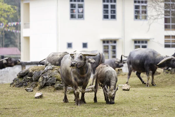 En stor buffel — Stockfoto