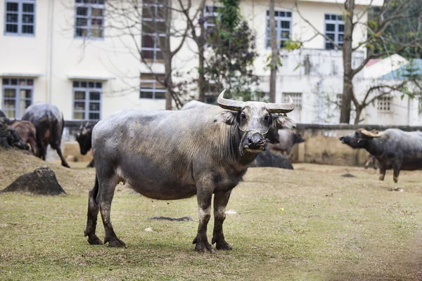Büyük bir bufalo — Stok fotoğraf