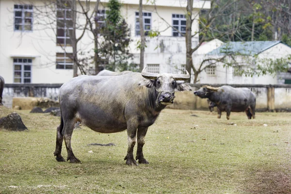 En stor buffel — Stockfoto