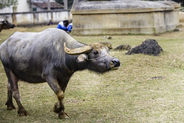 En stor buffel — Stockfoto