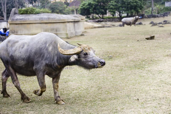 Big buffalo — Zdjęcie stockowe