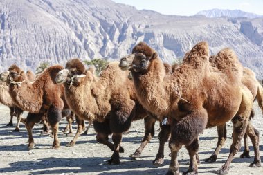 Deve Kuzey Hindistan