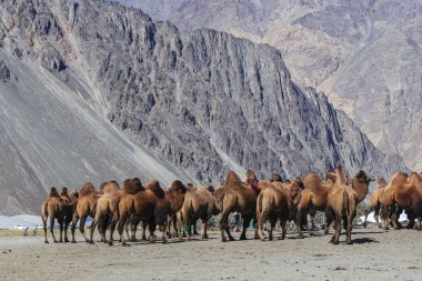 Deve Kuzey Hindistan