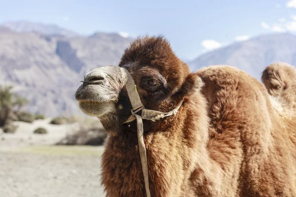 Camelo no norte da Índia — Fotografia de Stock