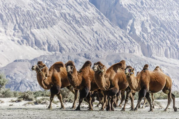 Camelo no norte da Índia — Fotografia de Stock