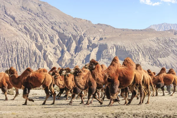 Camello en el norte de la India — Foto de Stock