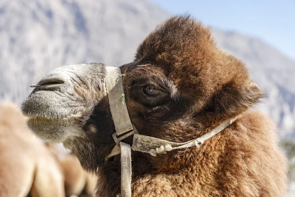 Cammello a nord dell'India — Foto Stock