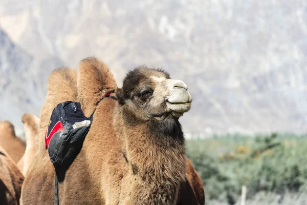 Camel at nubra valley — Stock Photo, Image